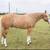 Palimino Gelding 2 thumbnail