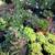 Closing Nursery low price plants Open 9-5 in Capitola 21 thumbnail
