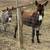 2 bred Jenny donkeys 2 thumbnail