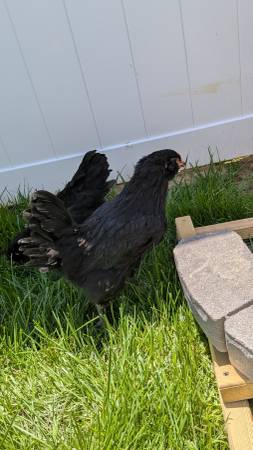 **Free** Olive Egger Rooster 1