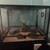 Leopard gecko 2 thumbnail