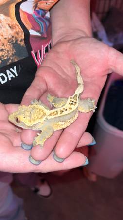 Los reptiles necesitan hogares para siempre (Mcdonald)63661192847361121