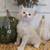 Kittens 8 thumbnail