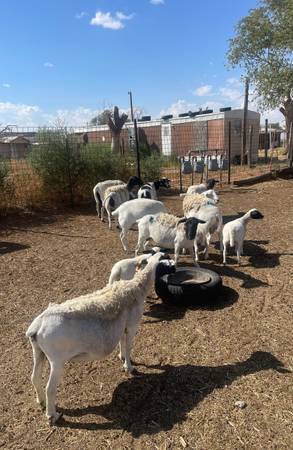 Dorper Ewes 1