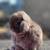 Holland lop 2 thumbnail