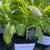 GORGEOUS WINTER VEGETABLE STARTS & FALL COLOR 1 thumbnail