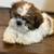 Pure bred shih tzu puppies 11 thumbnail