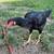 Shamo hens. 6 thumbnail