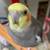 Hand-Fed Tame Cockatiels – Rehoming in St. Louis 1 thumbnail