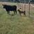 Cow/Calf Pair 3 thumbnail