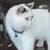 Boy Exotic shorthair kitten 7 thumbnail