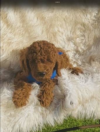 AKC red Standard Poodle puppies63670591102849120