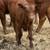 Red Angus Bulls 1 thumbnail