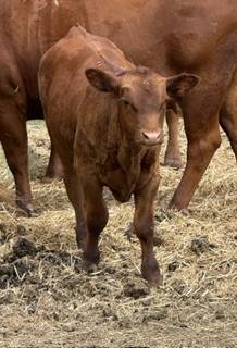 Red Angus Bulls 1