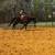 Mobile horse trainer 8 thumbnail