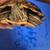 Turtle 1 thumbnail