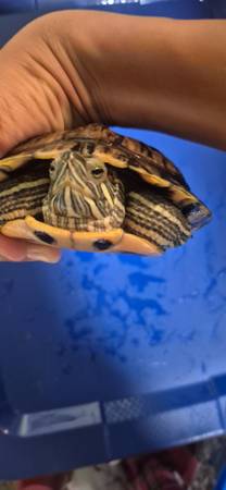 Turtle 1