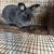 Rabbits For Sale 4 thumbnail