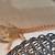Bearded Dragon Baby's 4 thumbnail
