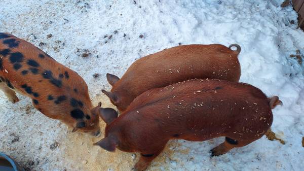 Berk x Duroc butcher hogs 1