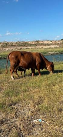 Vaca beefmaster 1