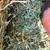 Alfalfa 4 thumbnail