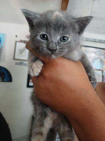 Rehoming kitten (San Jose)63874129791745122