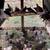 Pigeons 3 thumbnail