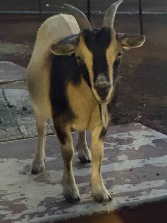 Nigerian dwarf 1
