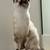 Siamese cat 2 thumbnail