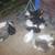 Ducklings 5 thumbnail