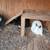 Netherland Dwarf rabbits FREE 3 thumbnail
