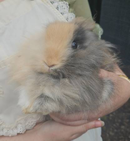 Adorable Baby Angora Bunnies (Beatrice/DeWitt)63857444923905121