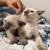 Siamese kittens 5 thumbnail
