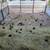 Quail/codorniz 5 thumbnail