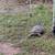 Desert tortoise 2 thumbnail