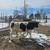 Shorthorn plus 1 thumbnail