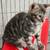Bengal Cat 1 thumbnail