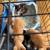 Kitties 13 thumbnail