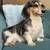Adult long haired dachshund 1 thumbnail