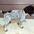 AKC German Wirehaired Pointers 6 thumbnail