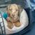 WonderfulMiniatureDachshund 3 thumbnail