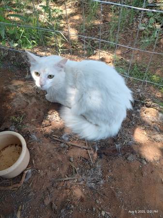 Gato semisalvaje - $20 de tarifa de reubicación OBO (East Mesa)63834020606593124