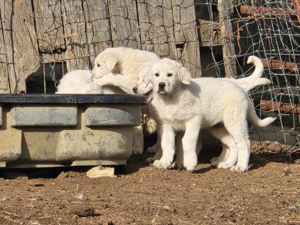 Livestock Guardian pups 1