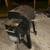 Pellet  smoker 1 thumbnail