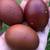 Fertilized BC Maran and Easter Egger Eggs 2 thumbnail