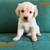 Golden Retrivers 9 thumbnail