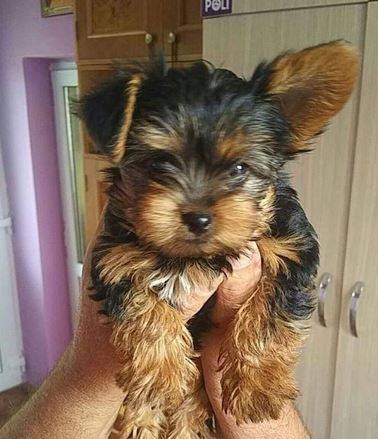 Yorkie puppies available 1