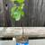 Celeste Fig Tree Live Plant 4 thumbnail