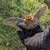 Wildlife Control Operator 7 thumbnail